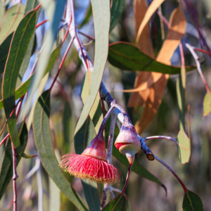 Eucalyptus Oil (Eucalyptus radiata)