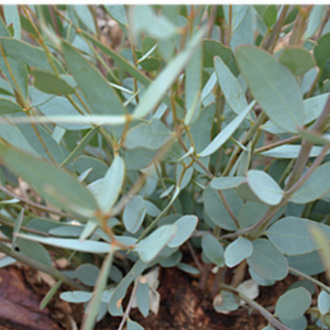 Eucalyptus Oil (Eucalyptus kochii) 